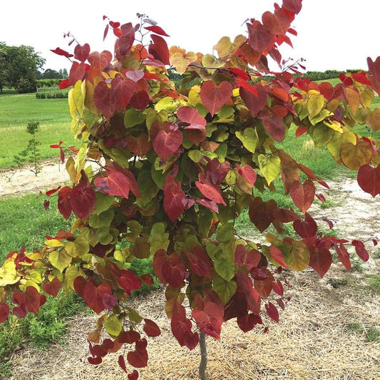 Flame Thrower® Redbud