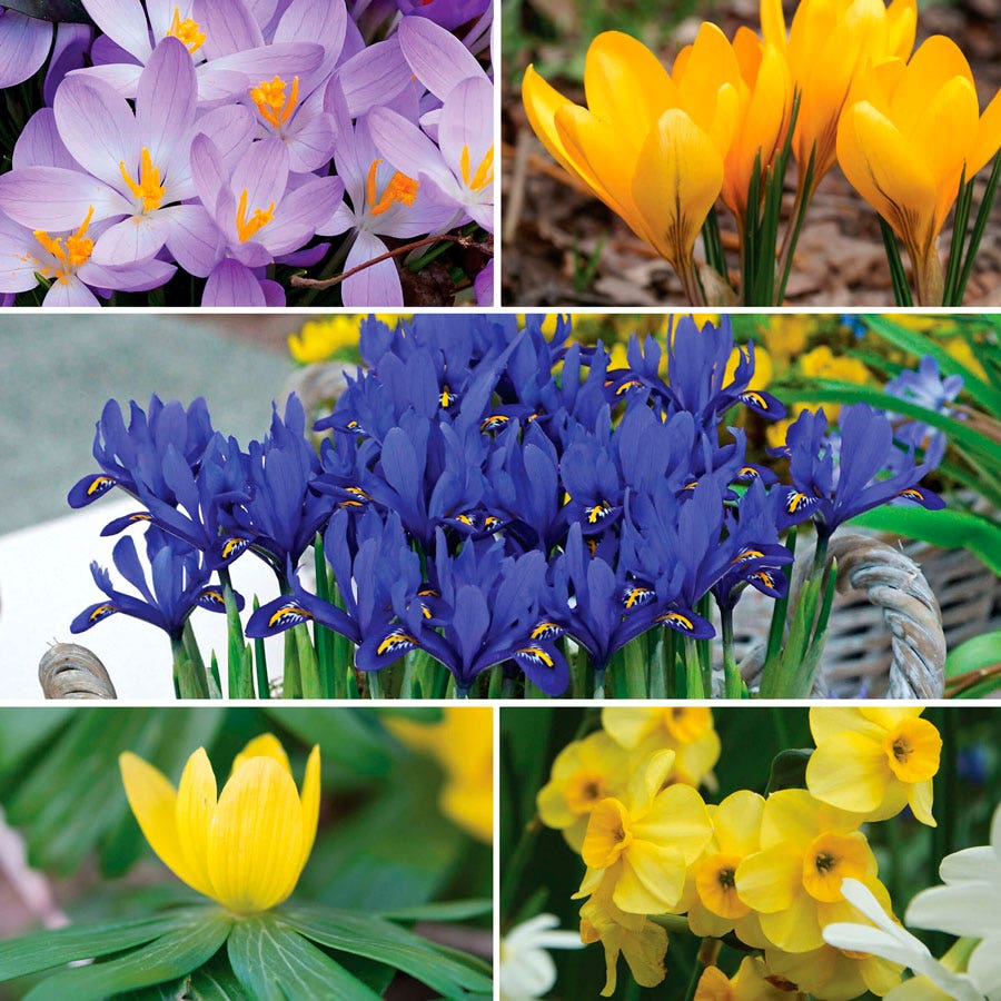 Bee & Bumblebee 'Honey Heaven' Bulb Blend