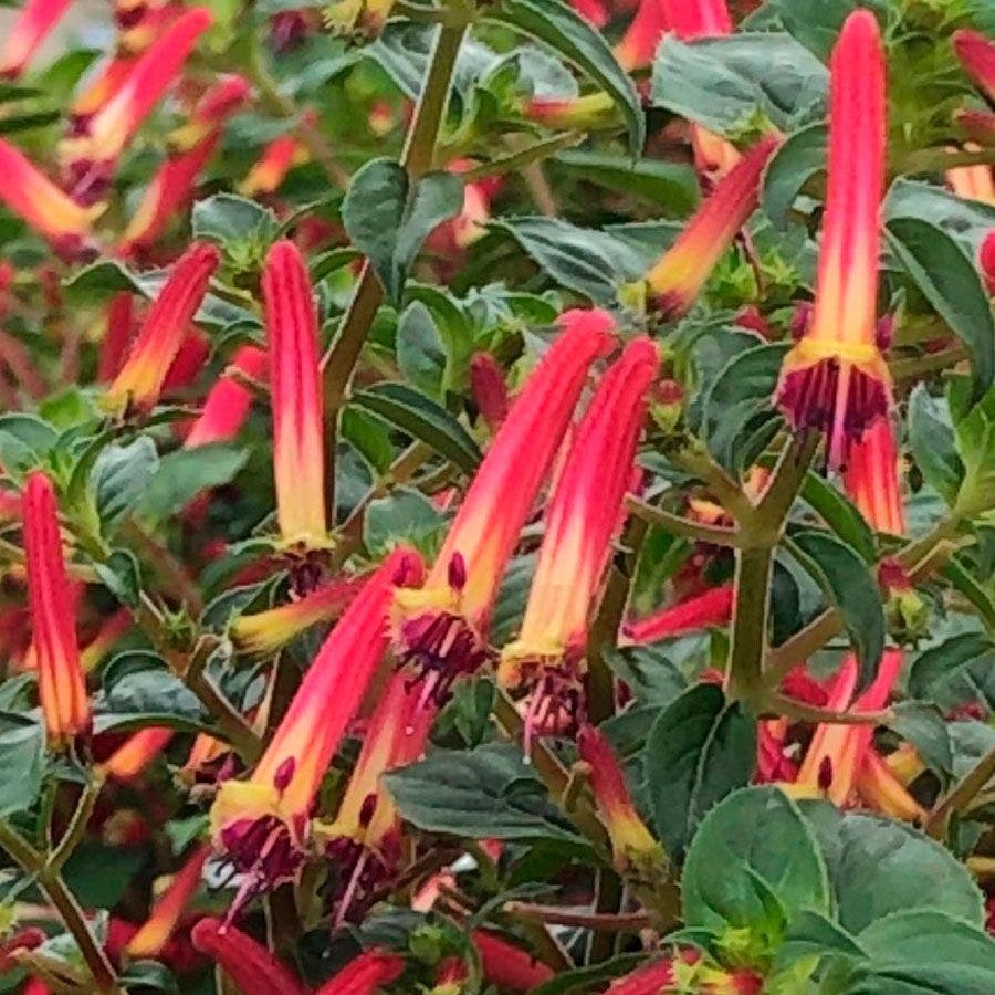 Cuphea Hummingbirds Lunch