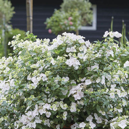 Hydrangea Fairytrail Bride™ Cascade™