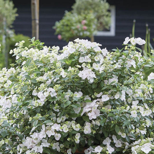 Hydrangea Fairytrail Bride™ Cascade™