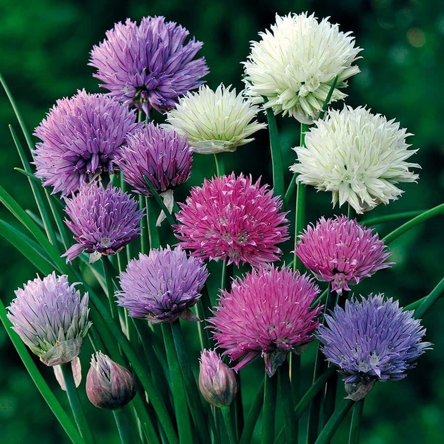 Allium One Mix Ornamental Chive