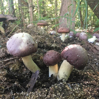 Garden Giant King Stropharia Living Mulch Mushroom