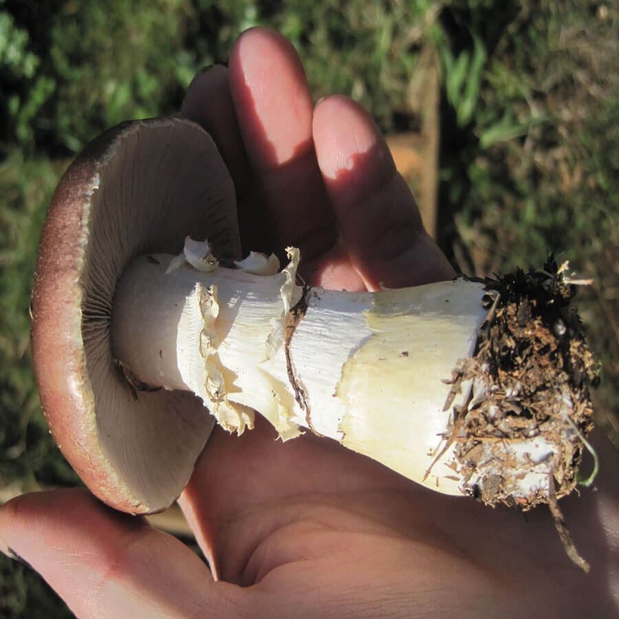 Garden Giant King Stropharia Living Mulch Mushroom