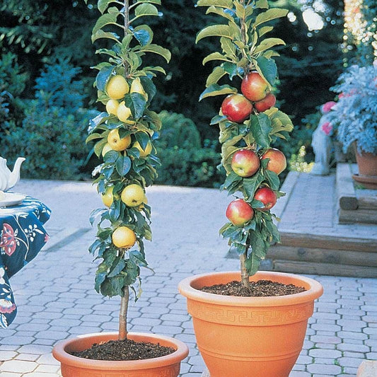 Scarlet Sentinal™ and White Icicle™ Patio Apple Tree Kit