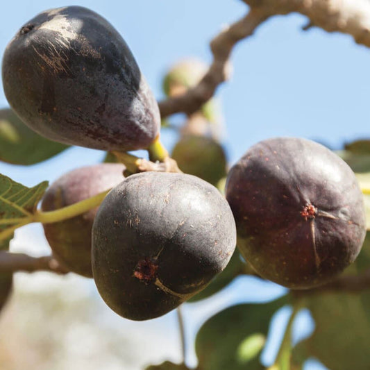 Ficus Neverella Fig
