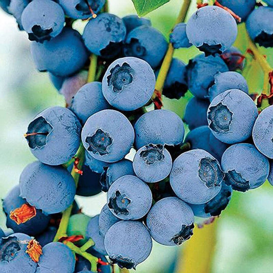 Vaccinium 'Razz' Blueberry