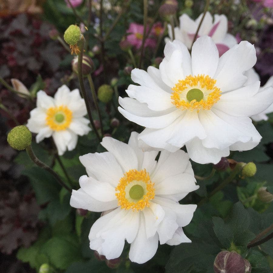 Anemone Fantasy™ Snow Angel