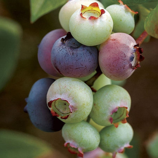 Vaccinium 'Duke' Blueberry
