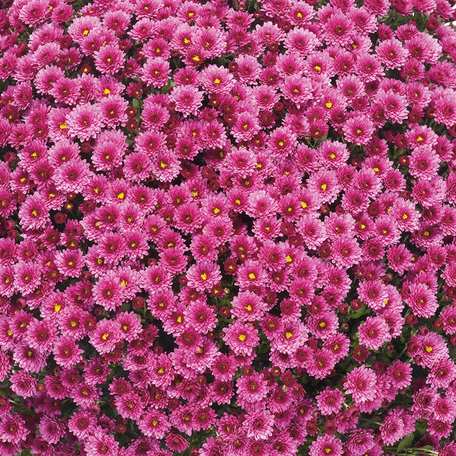 Blooming Block Staviski™  Mum Mix