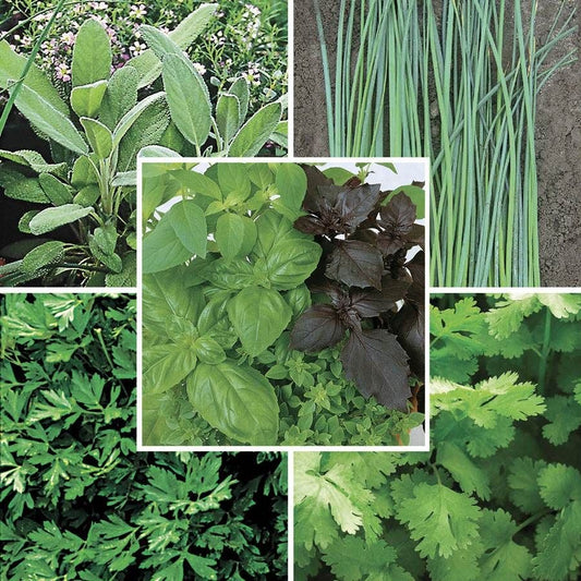 Park Seed Organic Herb Seed Collection