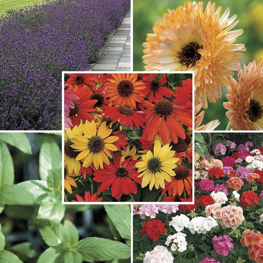 Park's Natural Remedies Seed Bundle