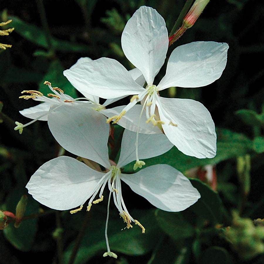 Gaura 'Whirling Butterflies'