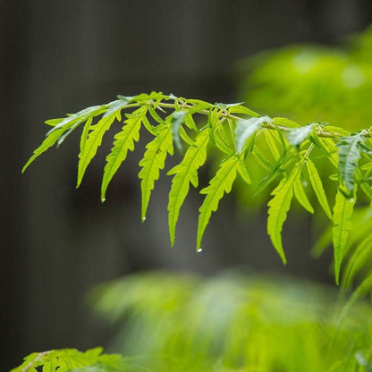 Rhus Tiger Eyes® Sumac