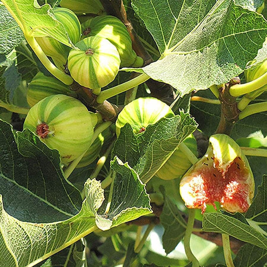 Ficus 'Panache' Fig