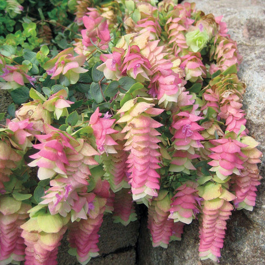 Origanum 'Kent Beauty'