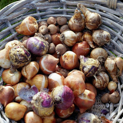 Deer Resistant Bulb Garden Blend