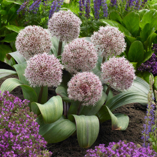 Allium karataviense Ornamental Onion Bulbs