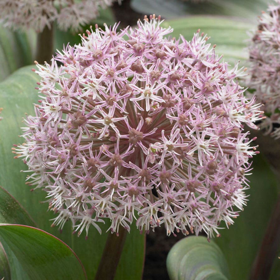 Allium karataviense Ornamental Onion Bulbs