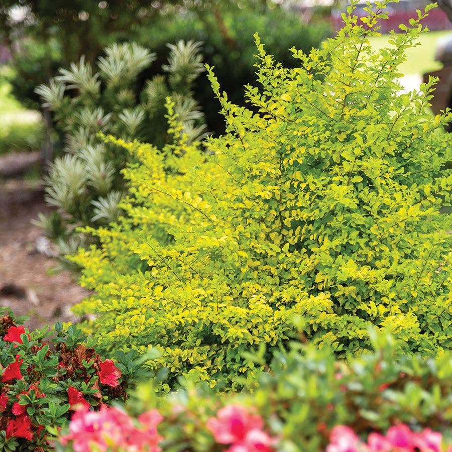 Ligustrum 'Sunshine' Privet