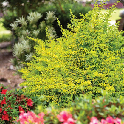Ligustrum 'Sunshine' Privet