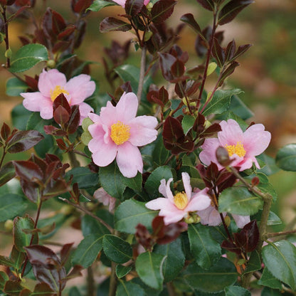 Camellia Just Chill Red Tip™