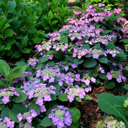 Hydrangea Tuff Stuff Top Fun™ Mountain Hydrangea