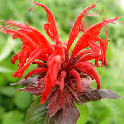 Monarda 'Jacob Cline'