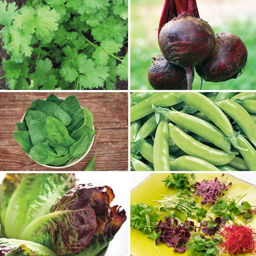 Park's Microgreens Seed Bundle