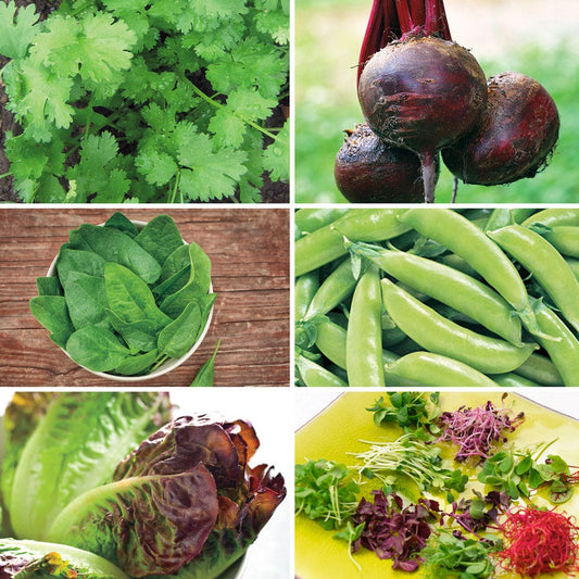 Park's Microgreens Seed Bundle