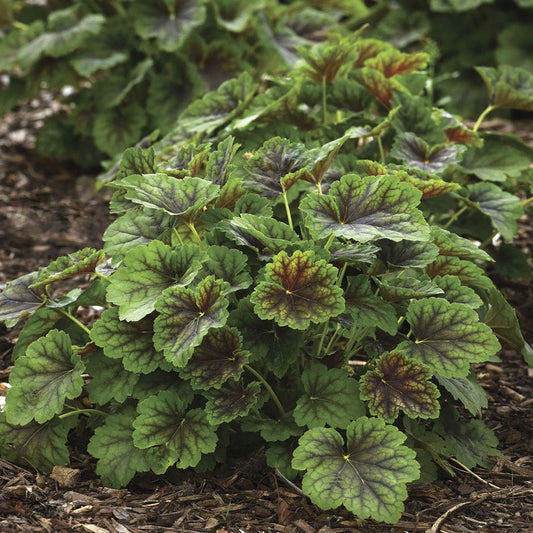 Heuchera 'Carnival Cocomint' Coral Bells