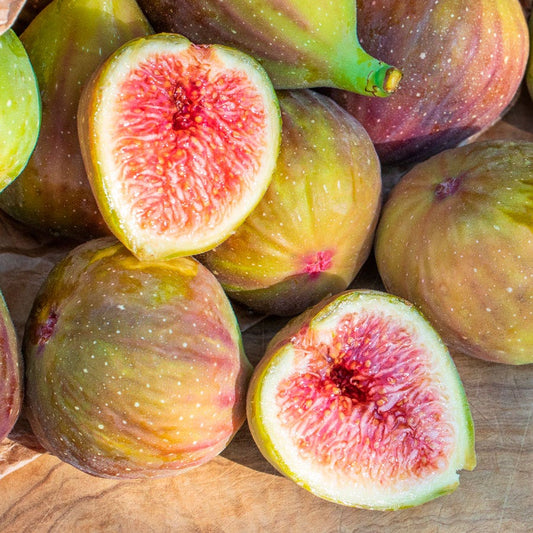 Ficus 'Flanders' Fig