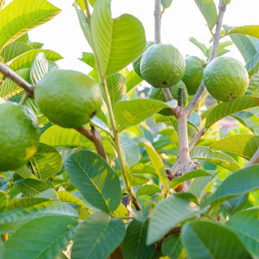 Psidium 'Tropical Pink' Guava