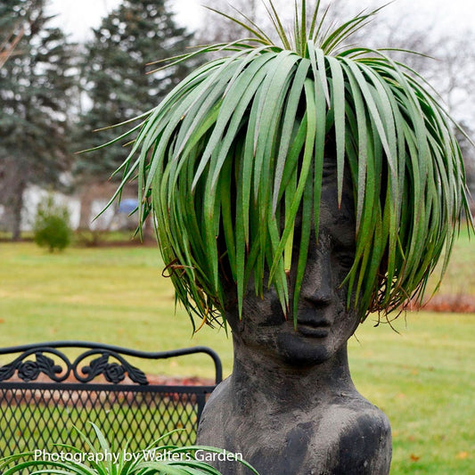 Mangave Mad About Mangave® 'Bad Hair Day'