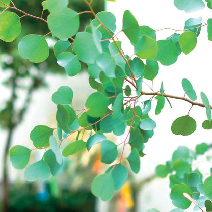Eucalyptus Organic Red Box