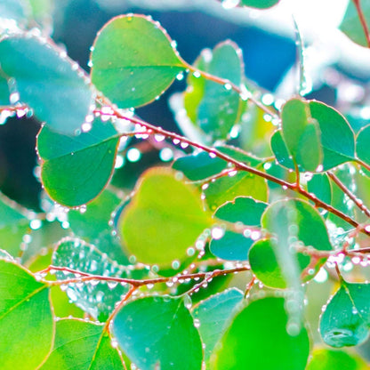 Eucalyptus Organic Red Box