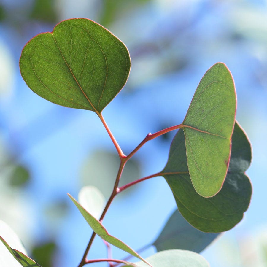 Eucalyptus Organic Red Box