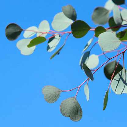 Eucalyptus Organic Red Box