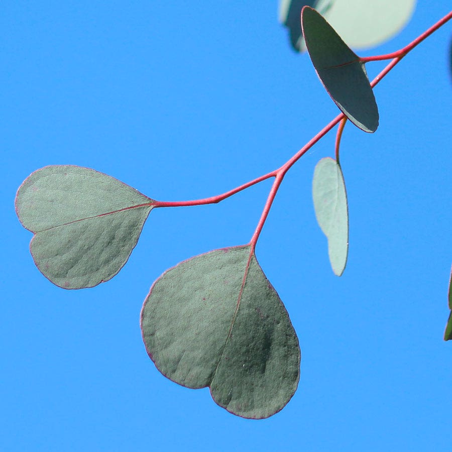 Eucalyptus Organic Red Box