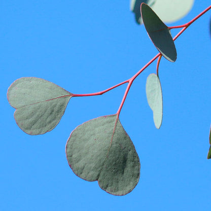 Eucalyptus Organic Red Box