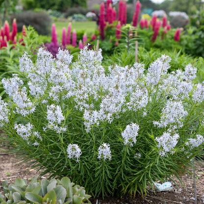 Amsonia 'String Theory' Bluestar