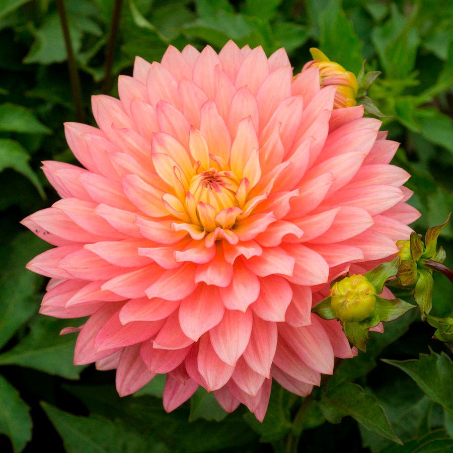 Dahlia 'Extase' Decorative Dahlia Bulb