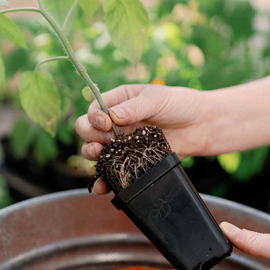Bootstrap Farmer 2.5 inch Seed Starter Pots (Black, 80 Count)