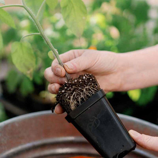 Bootstrap Farmer 2.5 inch Seed Starter Pots (Black, 80 Count)