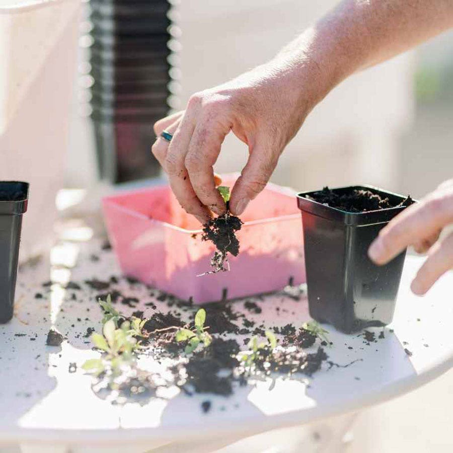 Bootstrap Farmer 2.5 inch Seed Starter Pots (Black, 80 Count)