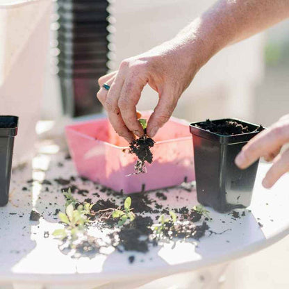 Bootstrap Farmer 2.5 inch Seed Starter Pots (Black, 80 Count)