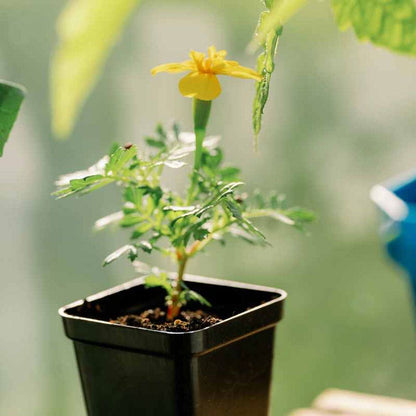 Bootstrap Farmer 2.5 inch Seed Starter Pots (Black, 80 Count)