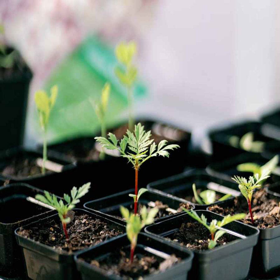 Bootstrap Farmer 2.5 inch Seed Starter Pots (Black, 80 Count)