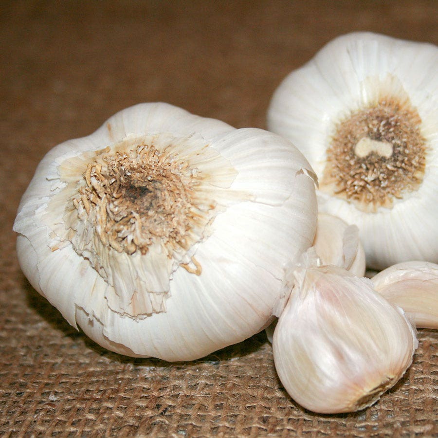 Garlic Nootka Rose Bulbs