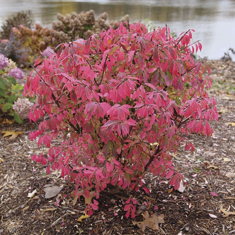 Euonymus Fire Ball Seedless™ Burning Bush